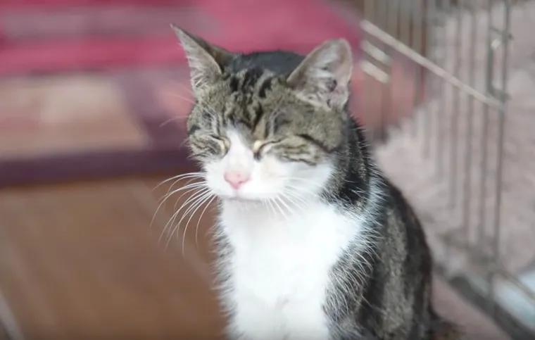 猫咪走失一个月又回来了,猫咪失踪15年后终于找到了吗