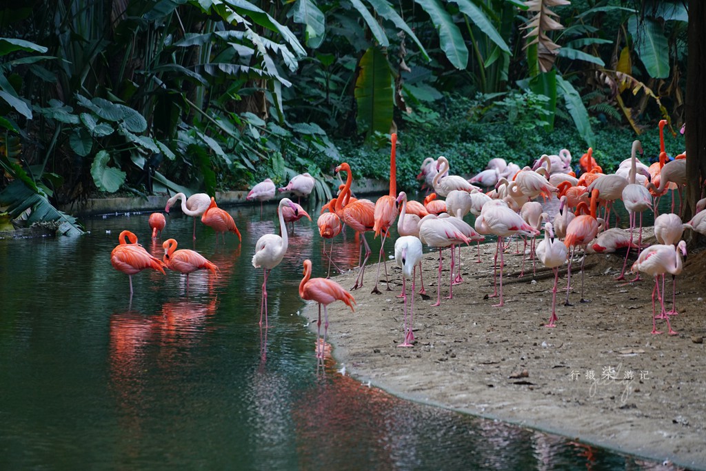 带娃去广州长隆野生动物园攻略,玩广州长隆野生动物园攻略