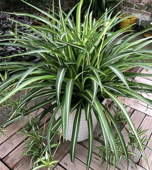 吊兰盆里放香蕉皮好吗,吊兰盆里栽多了