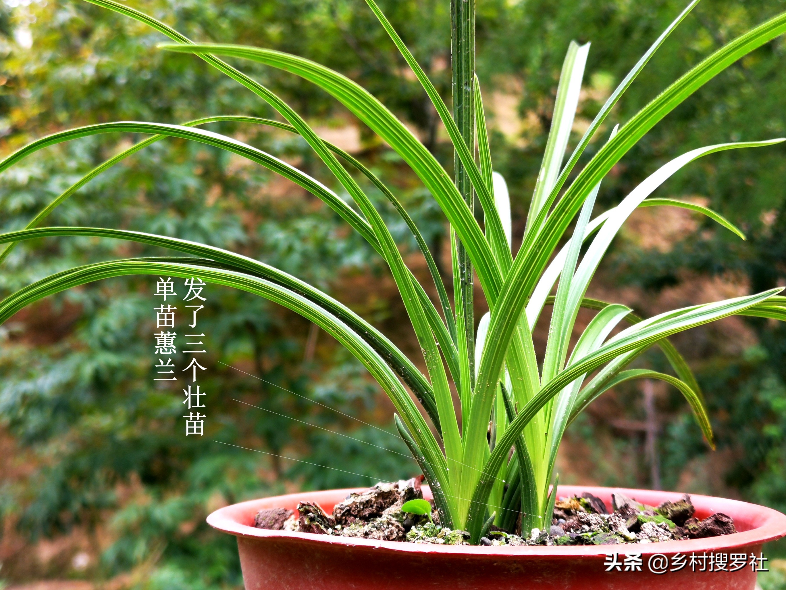 兰花怎么看是壮苗还是粗苗,怎么让兰花快速生根发芽成壮苗