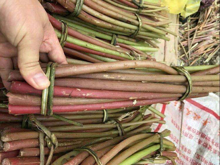 比酸料还酸的山野果,一种能吃的酸的野菜