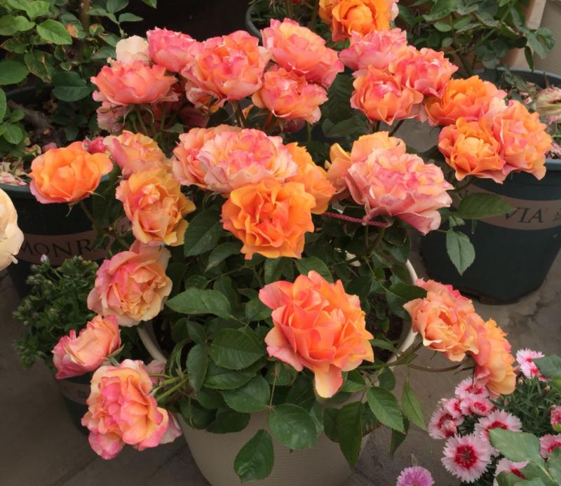 月季中的开花劳模,超微月季一年四季都能开花