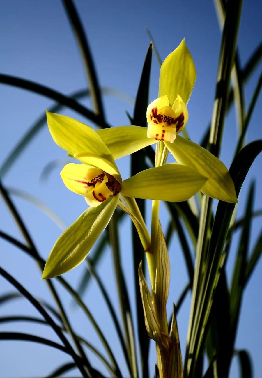 “四君子之一”贵到能买一套别墅