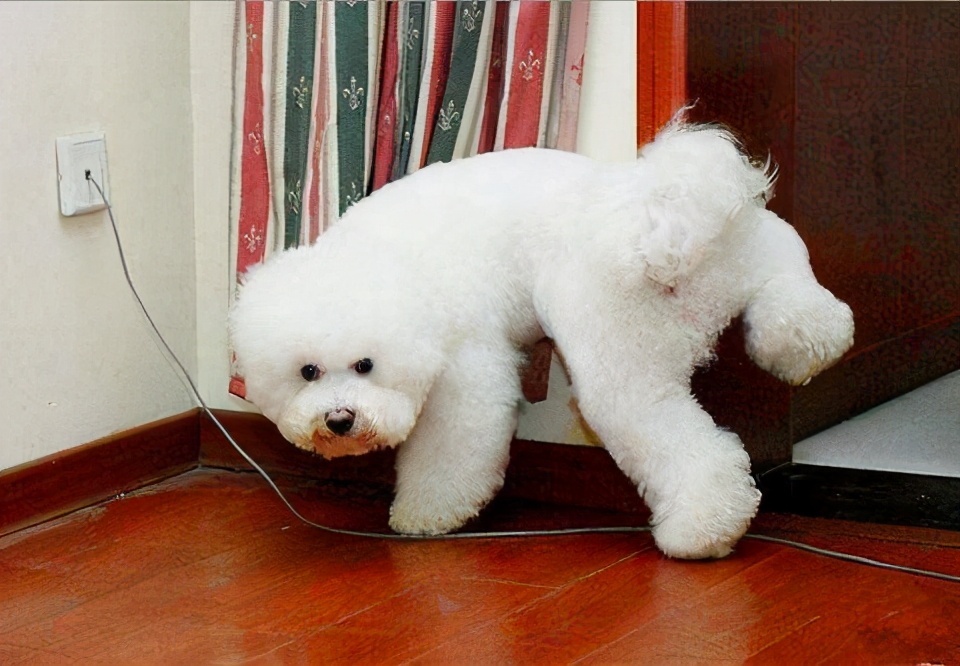 比熊犬为什么不建议养公的,比熊犬为什么不建议新手养