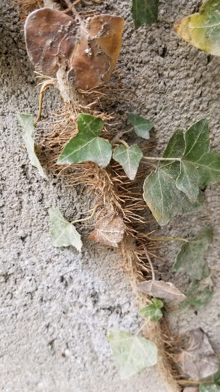 常青藤和常春藤是一种植物吗,常春藤是四季常青植物吗