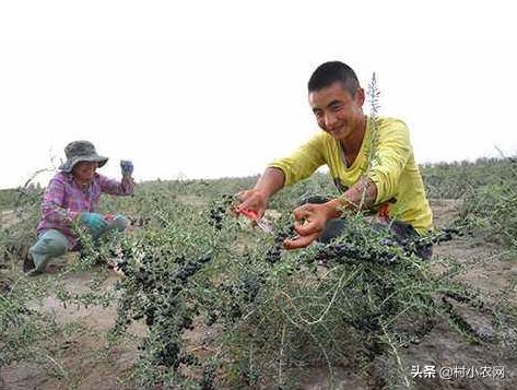 盐碱地种植什么品种树,70亩盐碱地适合种什么
