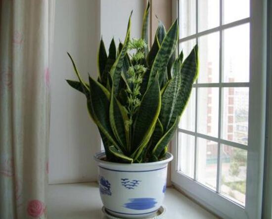 虎皮兰长太高的修剪方法,虎皮兰长得太长怎么修剪才能好看