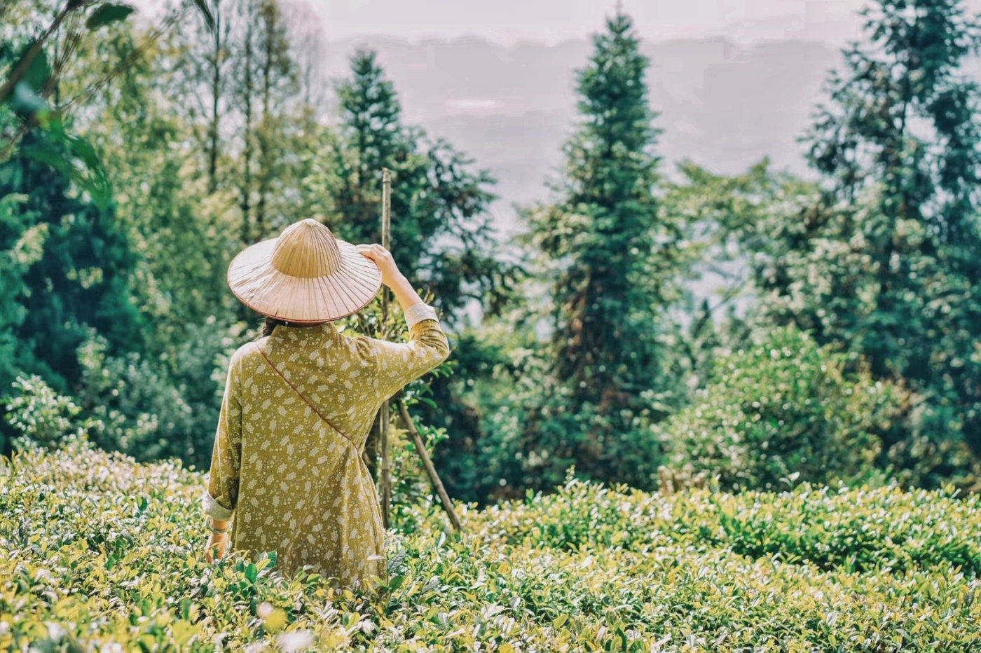 为什么四川的美女比较多,为什么四川美女多