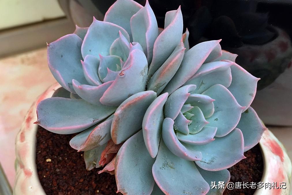 皮氏蓝石莲多肉开花怎么办,多肉品种蓝石莲怎么养殖