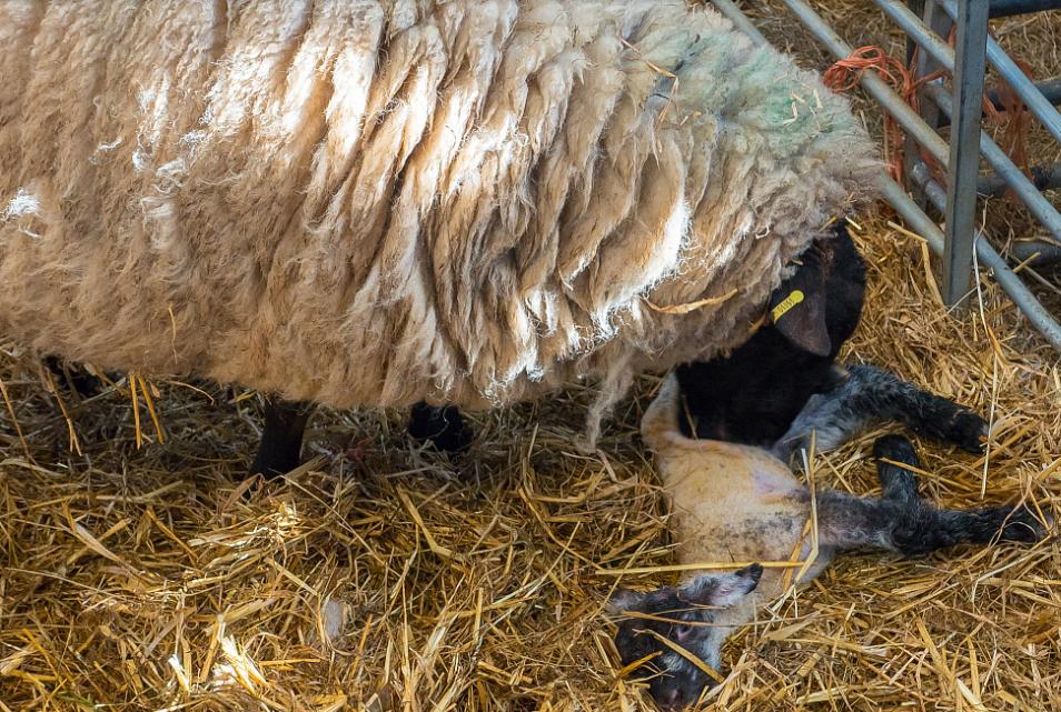 母羊生小羊后的喂养与护理,母羊产小羊后怎么养