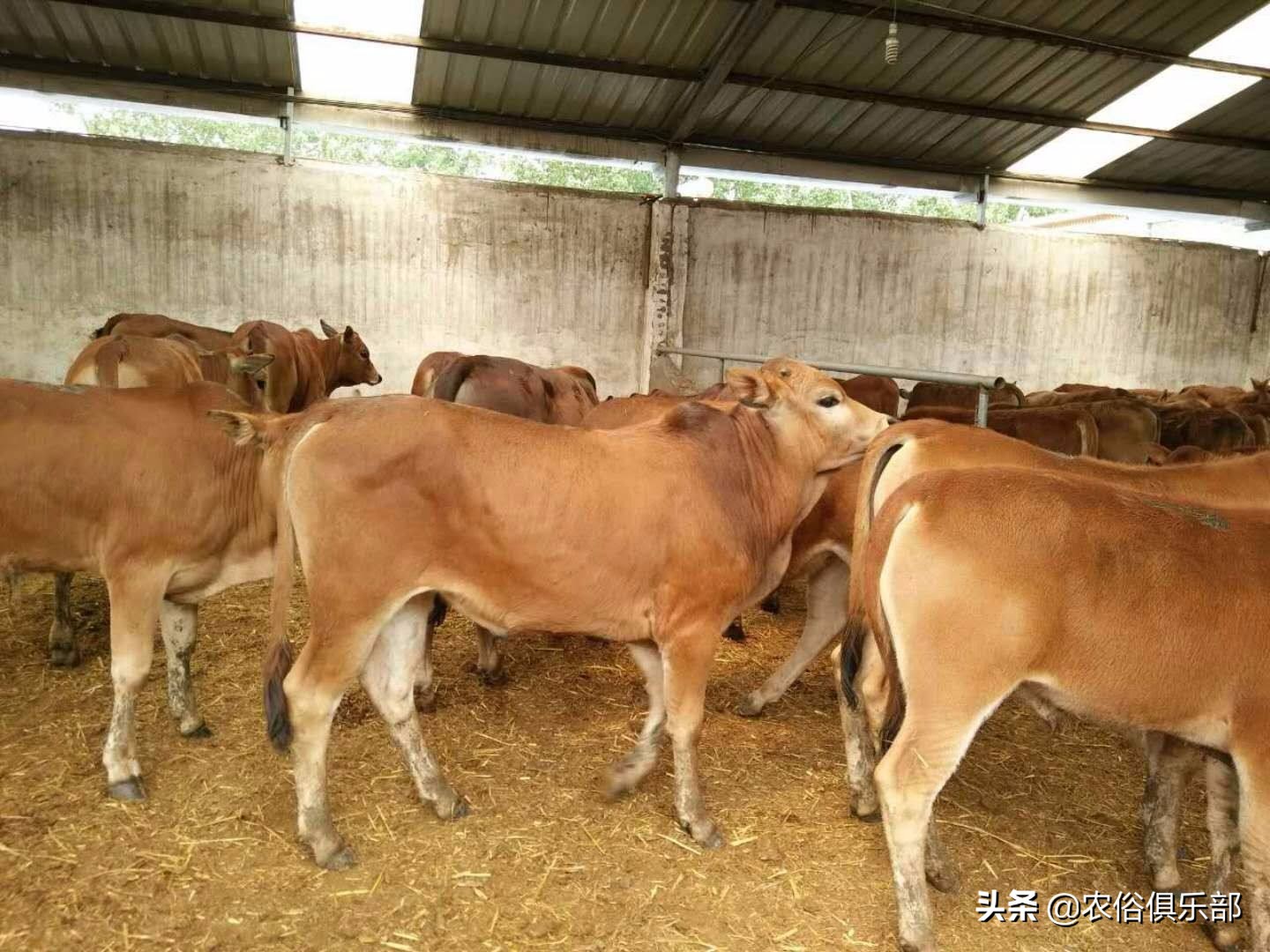 养牛和养羊哪个好养哪个挣钱,养羊和养牛哪个更赚钱前途好