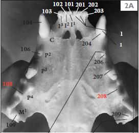 关于猫牙齿的冷知识,猫的牙怎么护理