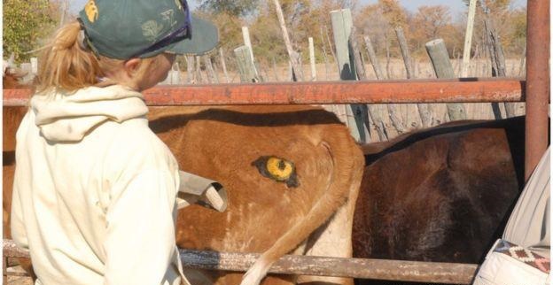在牛屁股上“安”眼睛，真的能避免被狮子攻击？科学家：量身定制