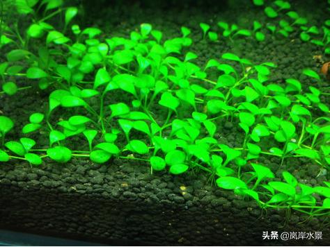 峡谷造景前景草,岚岸石缸造景视频