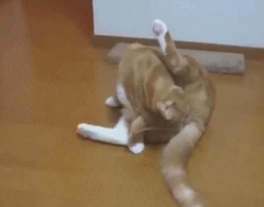 猫咪舔了体外驱虫药痛苦表情,猫咪舔自己屁股被臭到表情包