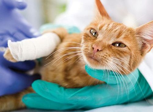 疫情期间不出门，5招教你搞定猫咪小问题