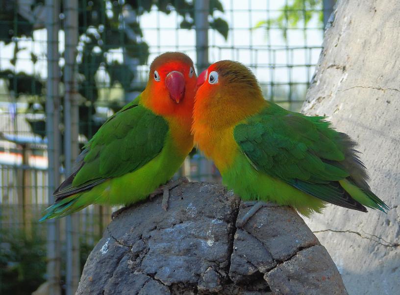 对“啥都吃”的牡丹鹦鹉,可别乱喂,辣椒、巧克力这是鸟能吃的吗