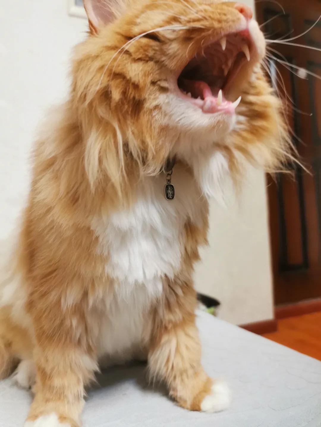 从小养的橘猫还会有野性吗,养橘猫的都是什么人