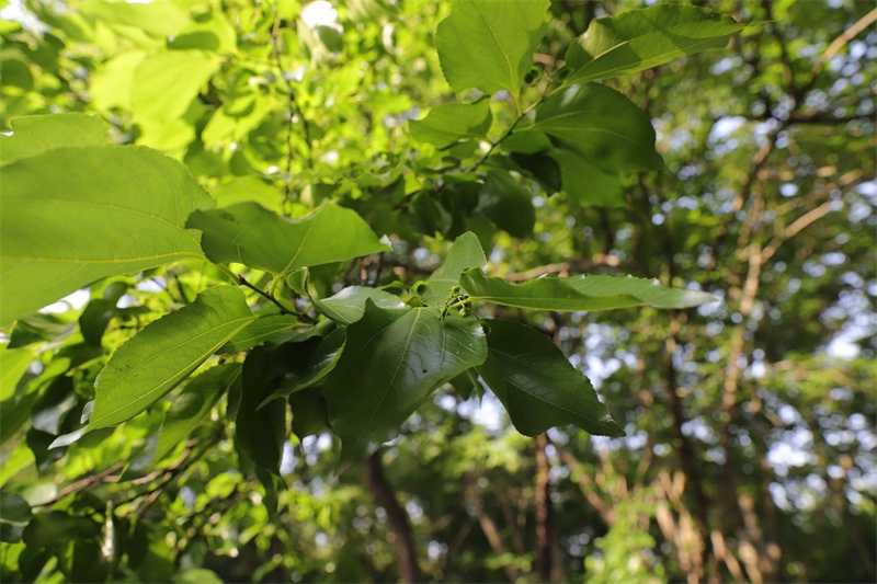 精灵之约植物园,精灵之约什么时候出