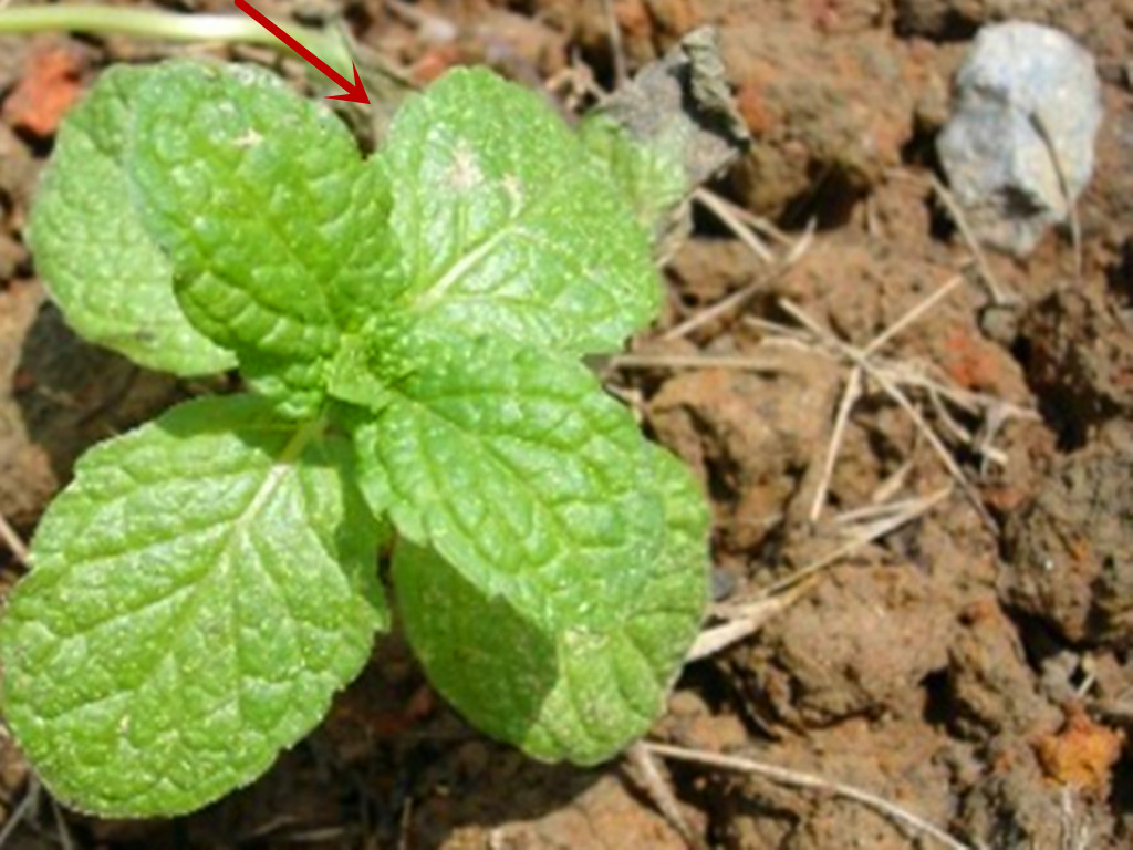 薄荷的繁殖方法和注意事项盆栽,薄荷的繁殖方法及操作特点视频