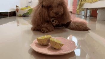 元旦快乐！今天一定要做给毛孩子吃的“元气蛋”教程来咯