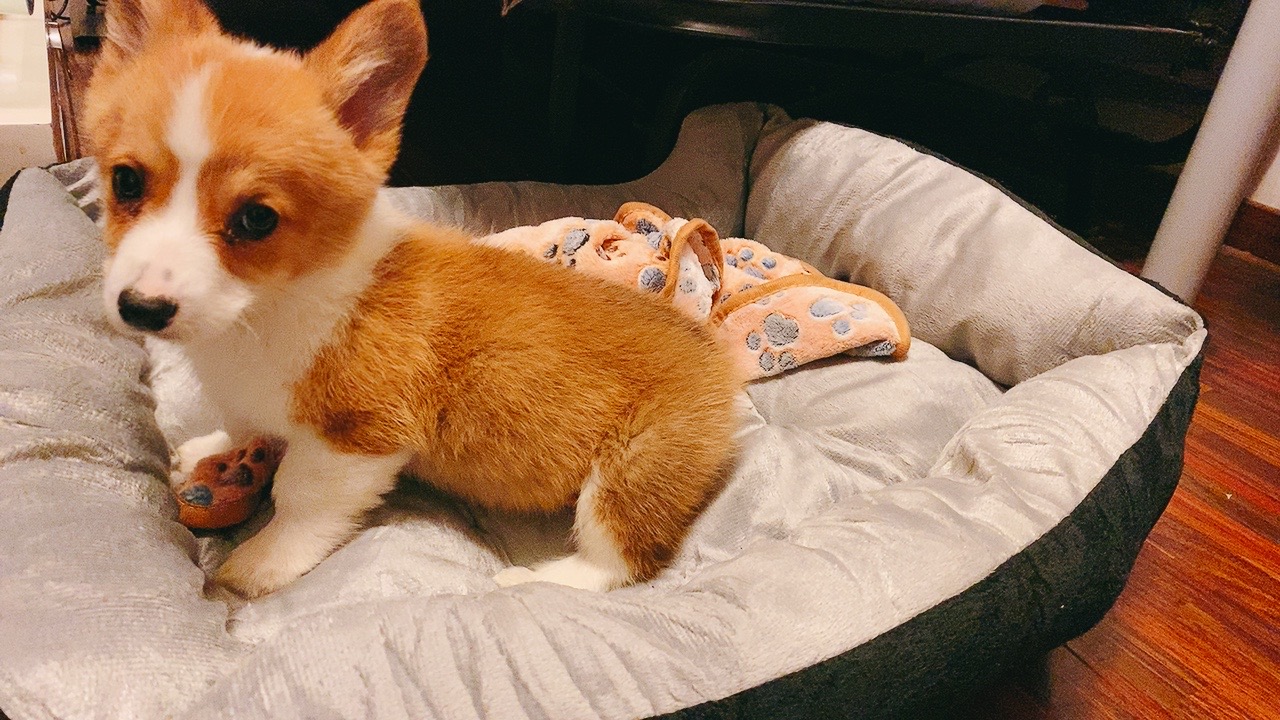 养柯基必须知道的5大注意事项,养柯基前需要知道些什么