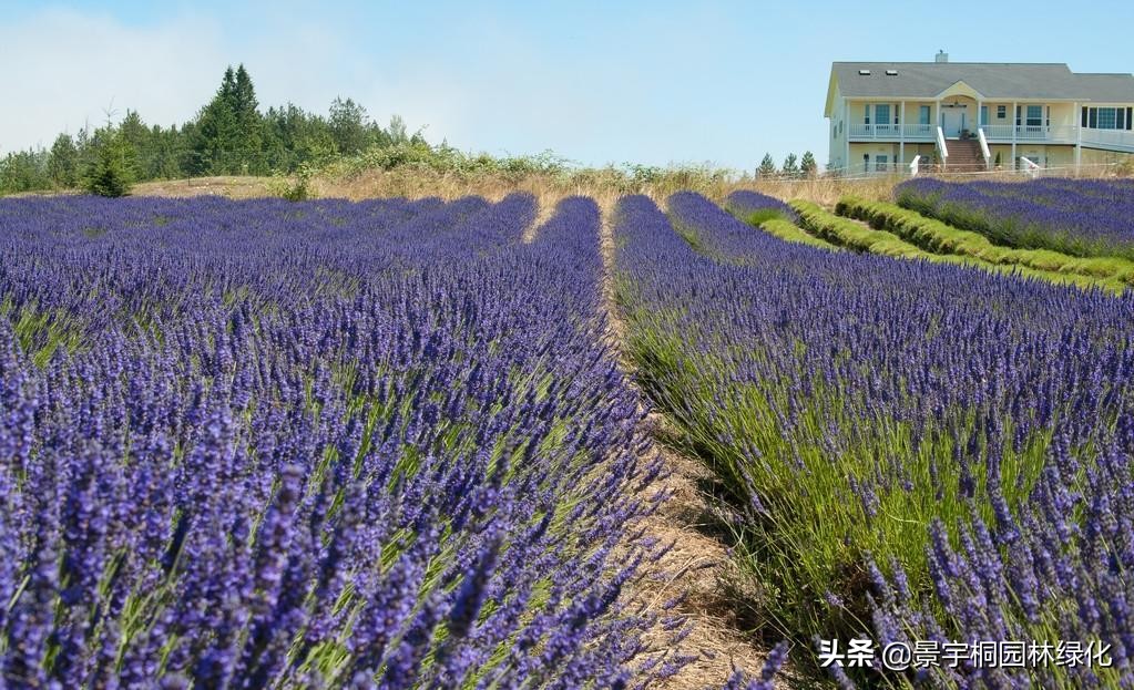 薰衣草种子批发市场地址,薰衣草种子在哪里能买到呢