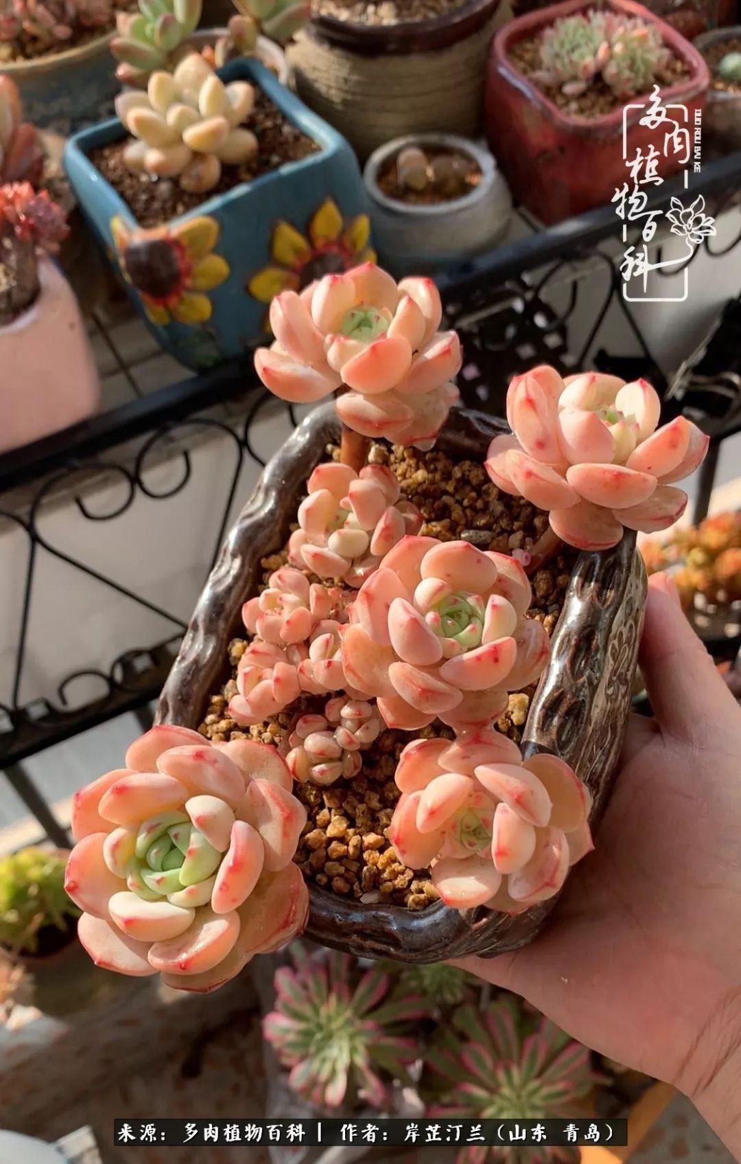 寒冷的冬季唯有多肉,冬日里的多肉宛如雪莲花