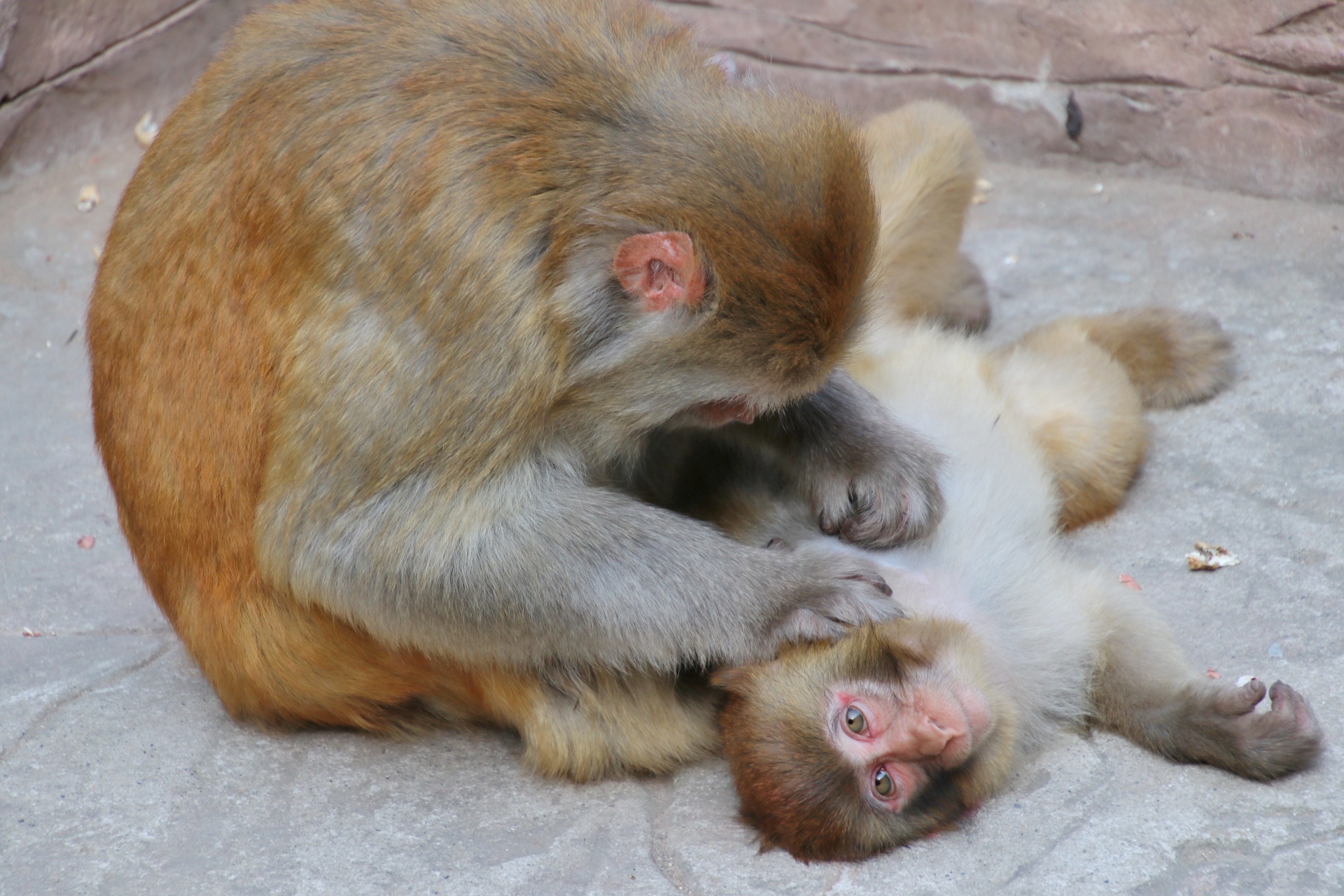 遇见不一样的济源：王屋山赏千年银杏，五龙口观太行猕猴