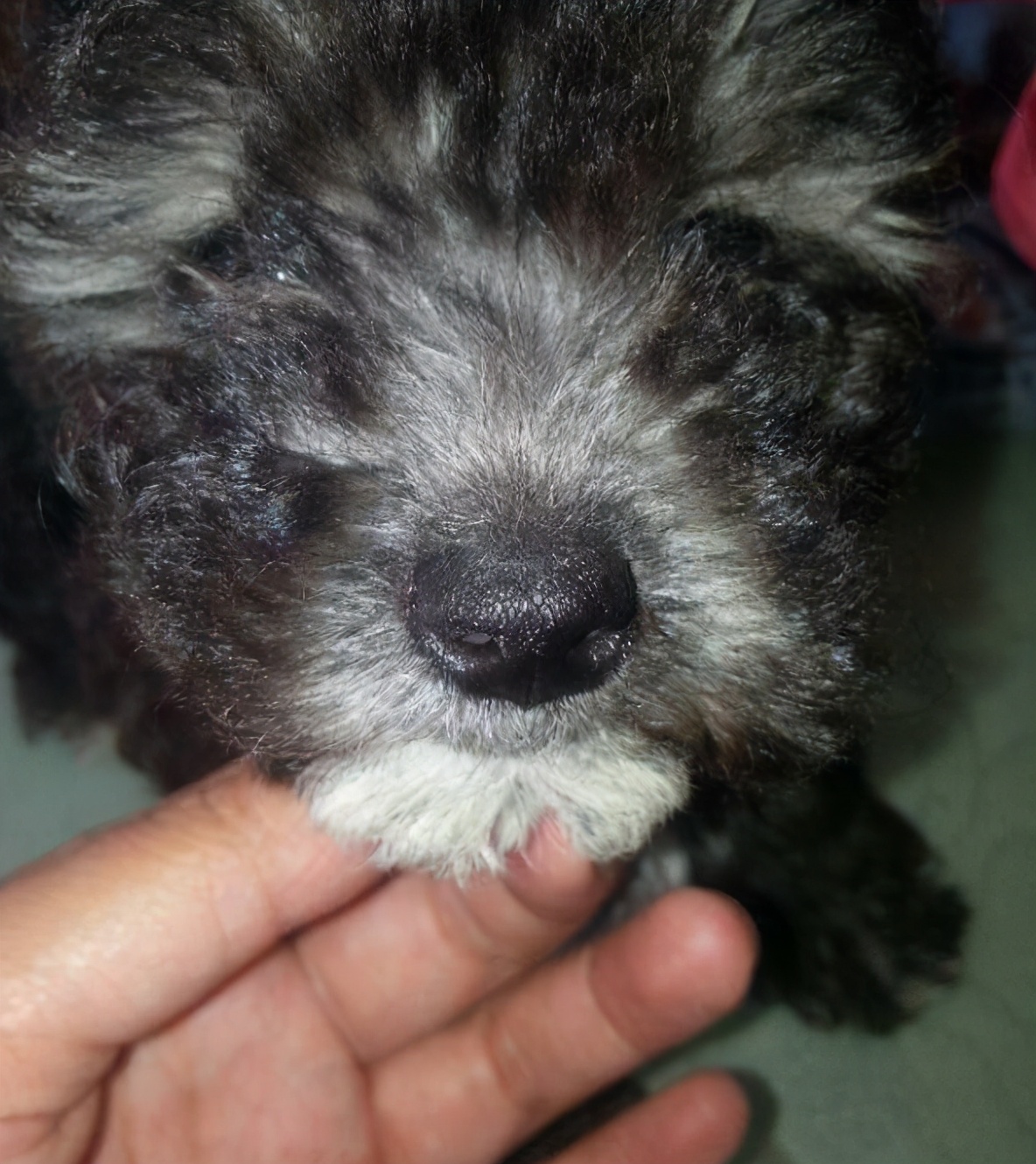 狗狗为什么会长“白毛”？这些原因铲屎官要懂