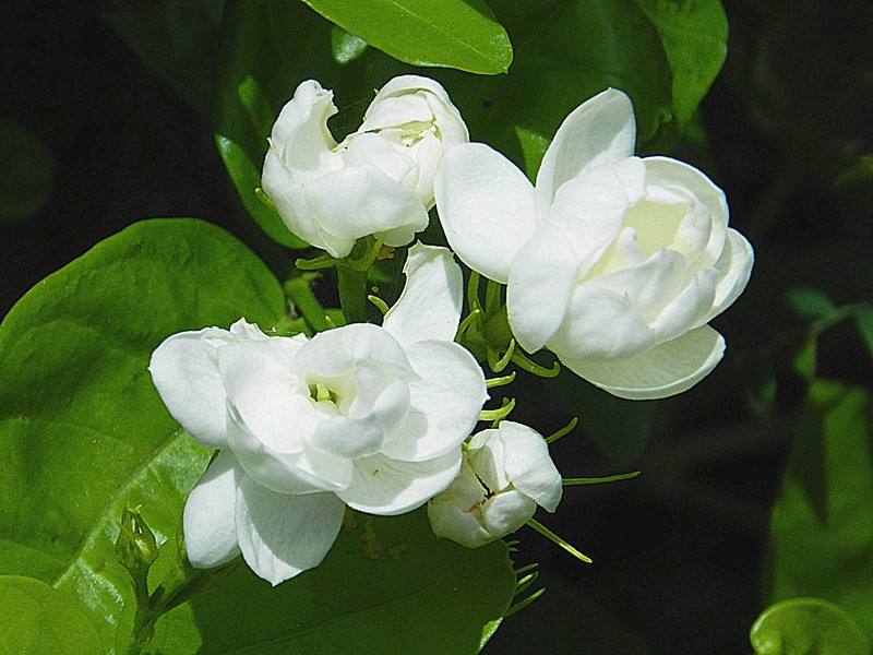 菠萝茉莉花咖啡豆,茉莉花香咖啡豆推荐