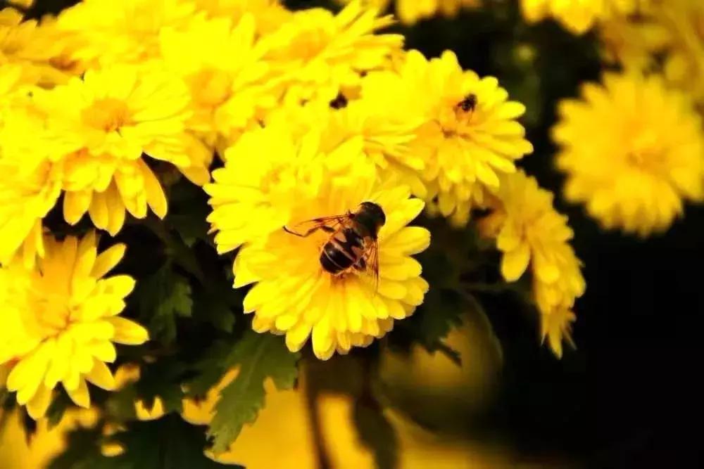北京菊花花海,北京赏花好去处国际花港