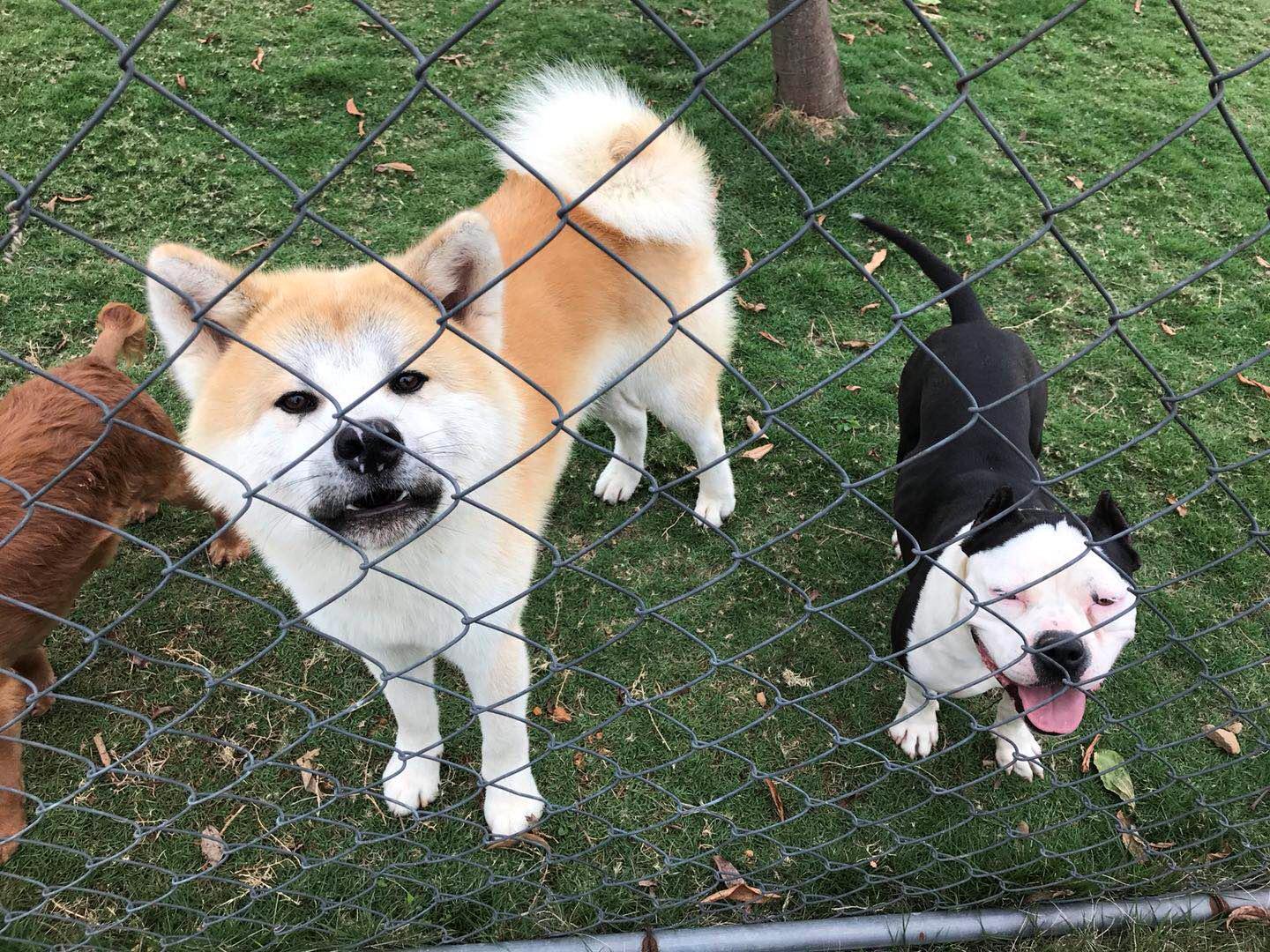 寄养狗狗的场所会丢失狗狗吗,寄养狗狗狗狗会伤心吗