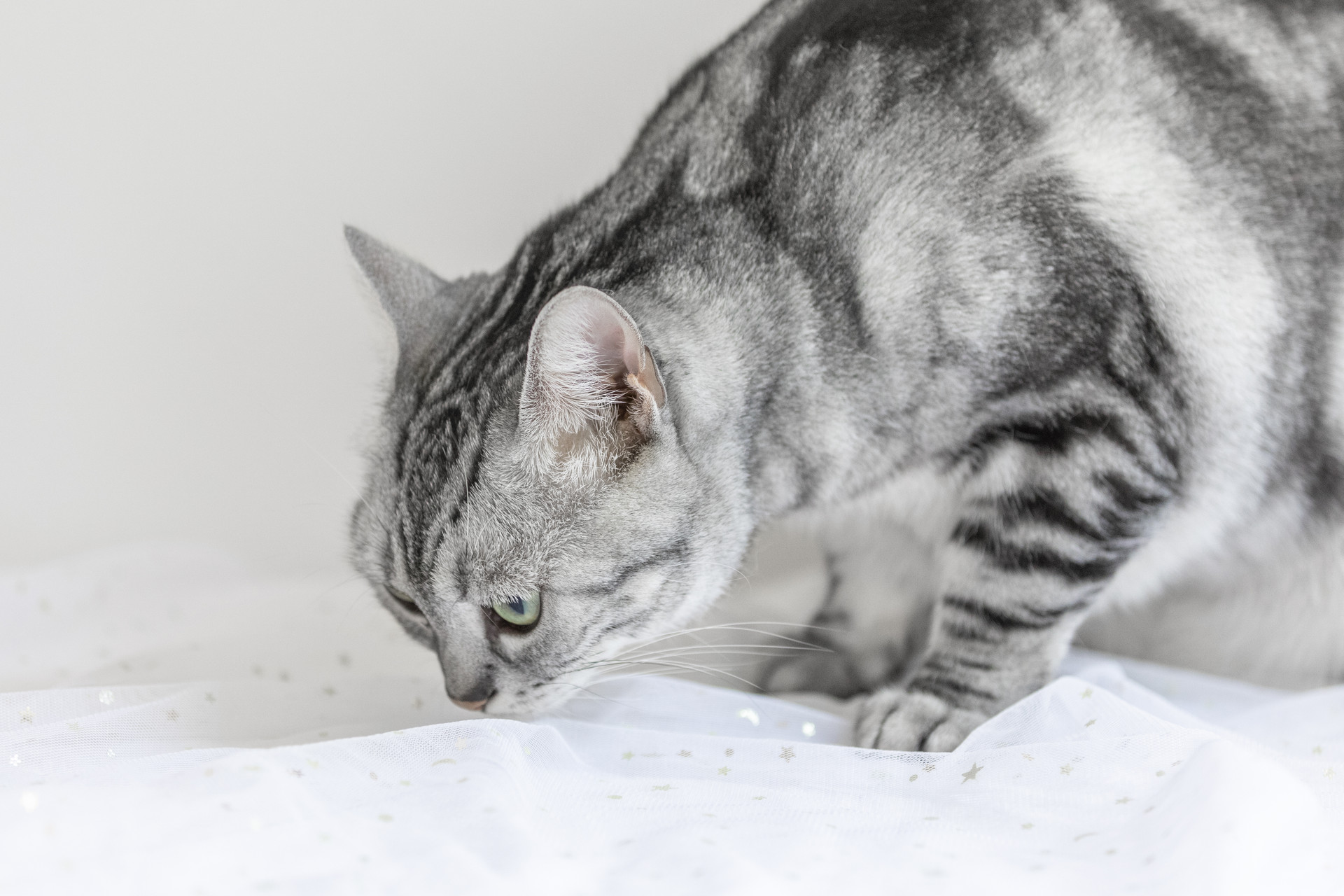 猫咪心肌肥厚突然死亡怎么急救,猫咪肥厚性心肌病猝死的先兆症状