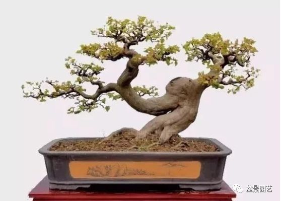 有哪些经典盆景树种,最值得收藏的六种盆景树种是哪些