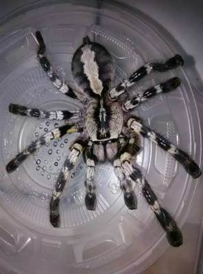 在野外奇形怪状的蜘蛛,各种宠物蜘蛛图片