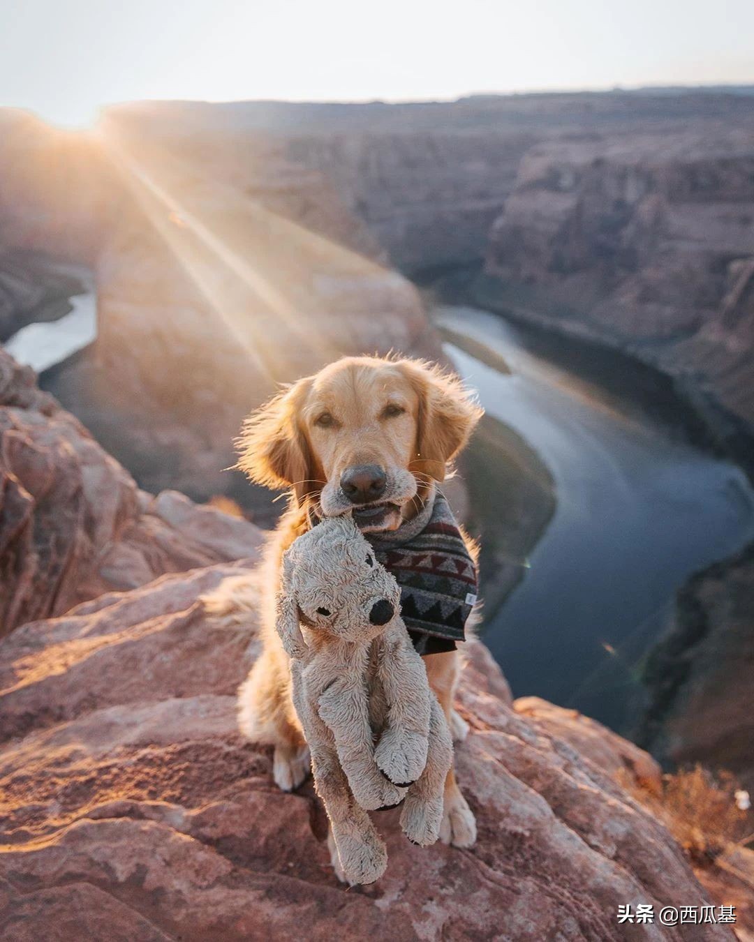 金毛出去耍了带东西回来,金毛带金毛去水上乐园