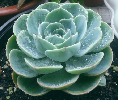 哪些品种的多肉喜欢生虫,哪些多肉露养也难出状态