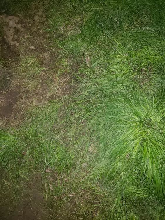 再次探钓朱家河，遭遇“水葫芦大军”