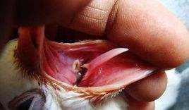 鸽子预防毛滴虫应饮甲硝唑几天,鸽子预防毛滴虫甲硝唑喂几天