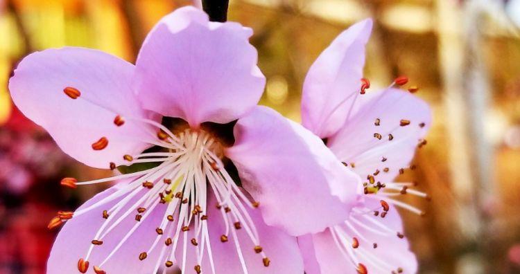 养花晚上浇水好还是早上浇水好,夏天养花怎么浇水最好