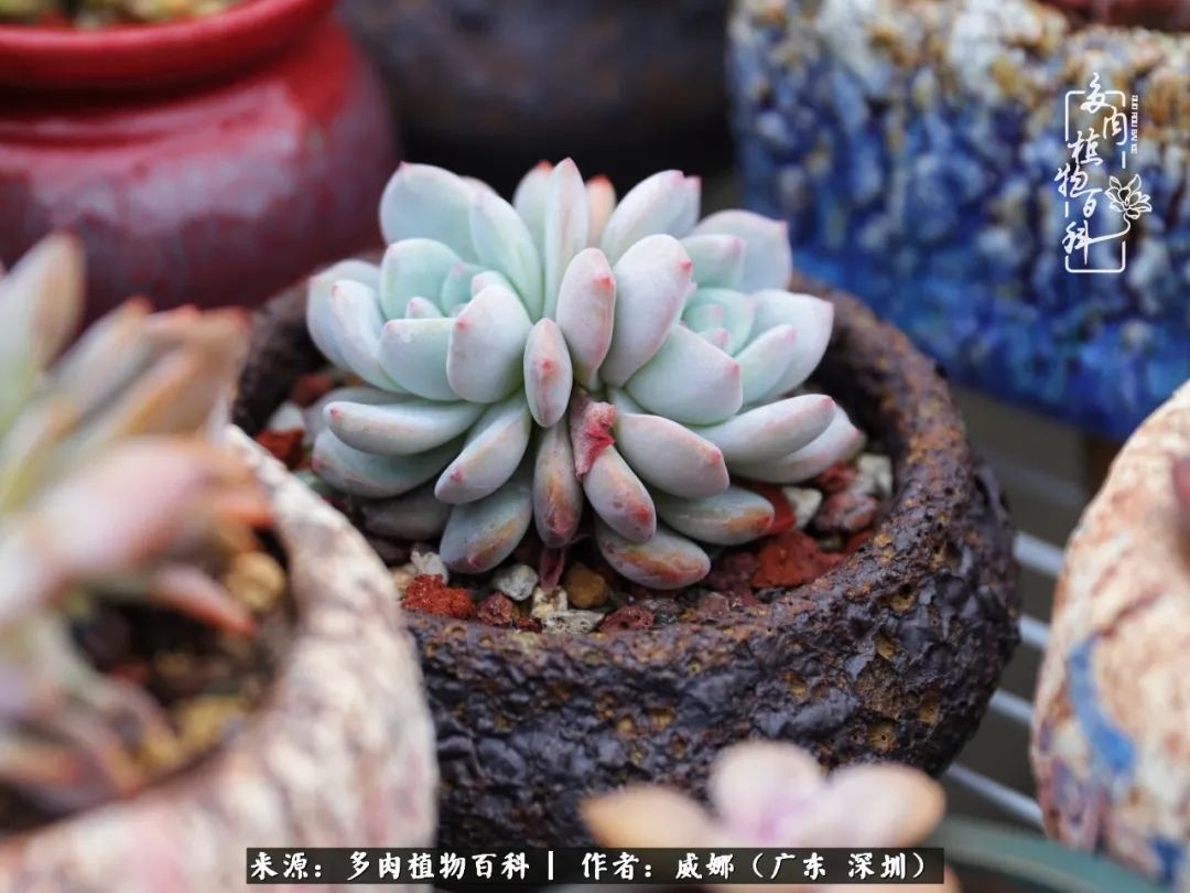 笼子里的多肉,露养的多肉和室内的多肉区别