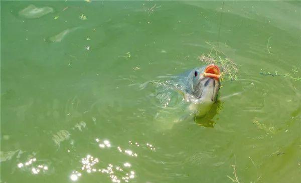 遛鱼的时候怎么防止断竿,遛鱼怎样防止搅窝