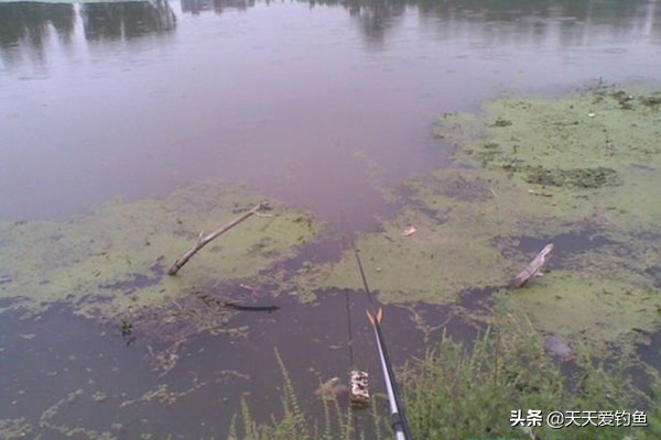 狂拉白条，就是这几招，根本停不下来