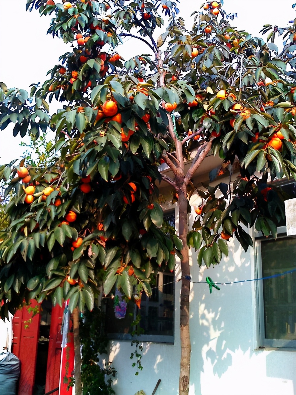 家门口种什么树能乘凉寓意好,无花果树为何不能栽家院子里迷信