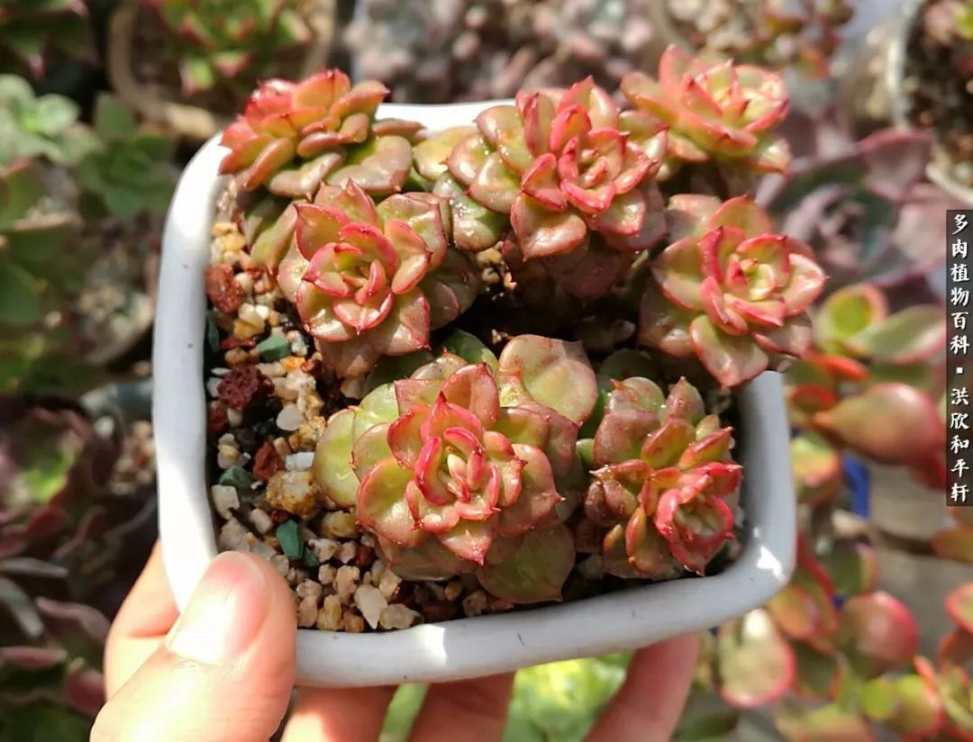 多肉的四季轮回,四季轮回多肉