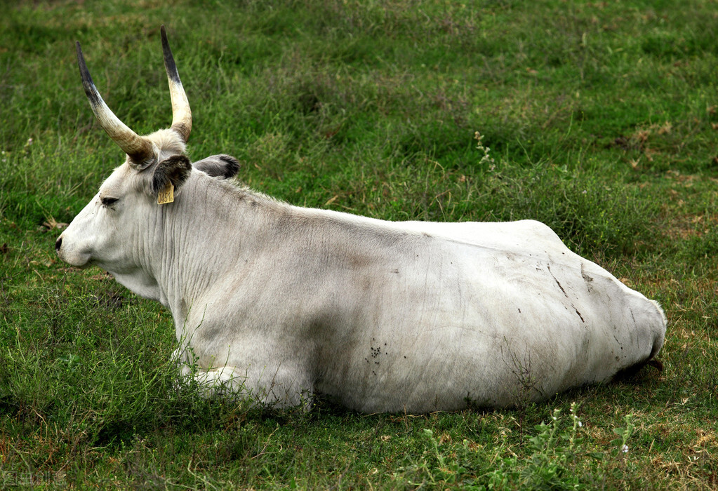 匈牙利国宝美食生肉,匈牙利国宝牛肉