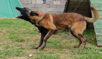 马犬有多厉害,马犬到底有多优秀