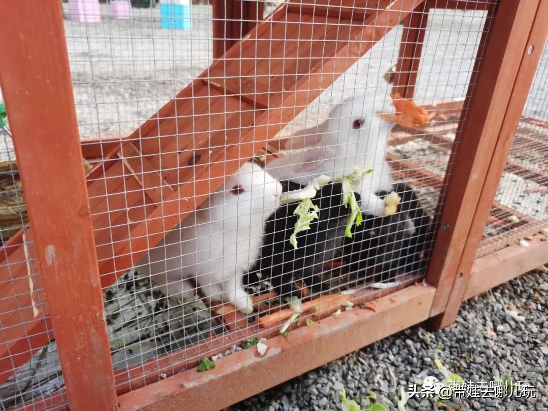 北京五环内新开萌宠乐园，除了喂动物，还能玩大滑梯、免费享帐篷