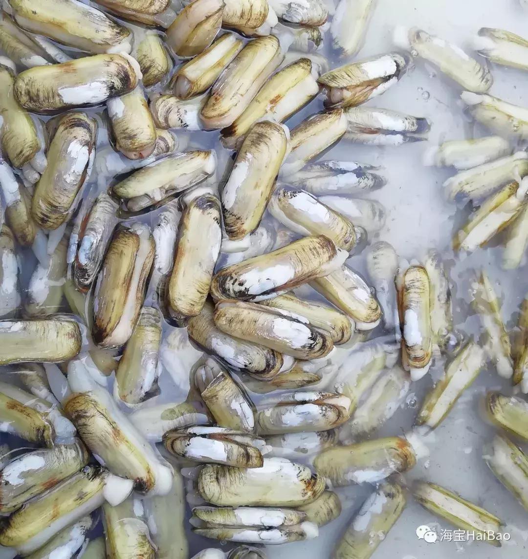 大连海域常见贝类,大连地区海产贝类原色图鉴